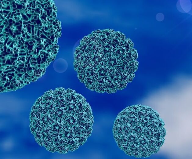 3D-Modell von HPV, das Fersenwarzen verursacht